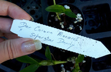 Load image into Gallery viewer, Orchid Seedling 50mm Pot size - Dendrobium Corona Monarch x Superstar Dandy softcane
