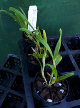 Load image into Gallery viewer, Orchid Seedling 50mm Pot size - Dendrobium Okayama Gold 'Harmony' softcane