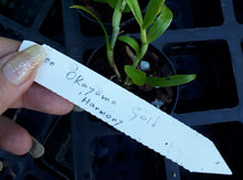 Load image into Gallery viewer, Orchid Seedling 50mm Pot size - Dendrobium Okayama Gold 'Harmony' softcane