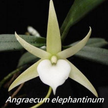 Load image into Gallery viewer, Flask - Angcm elephantinum - Species