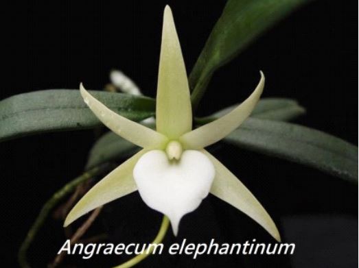 Orchid Seedling 50mm Pot Size - Angraeceum elephantinum - Species