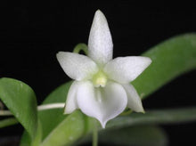 Load image into Gallery viewer, Flask - Angraeceum Angcm. leonis - Species