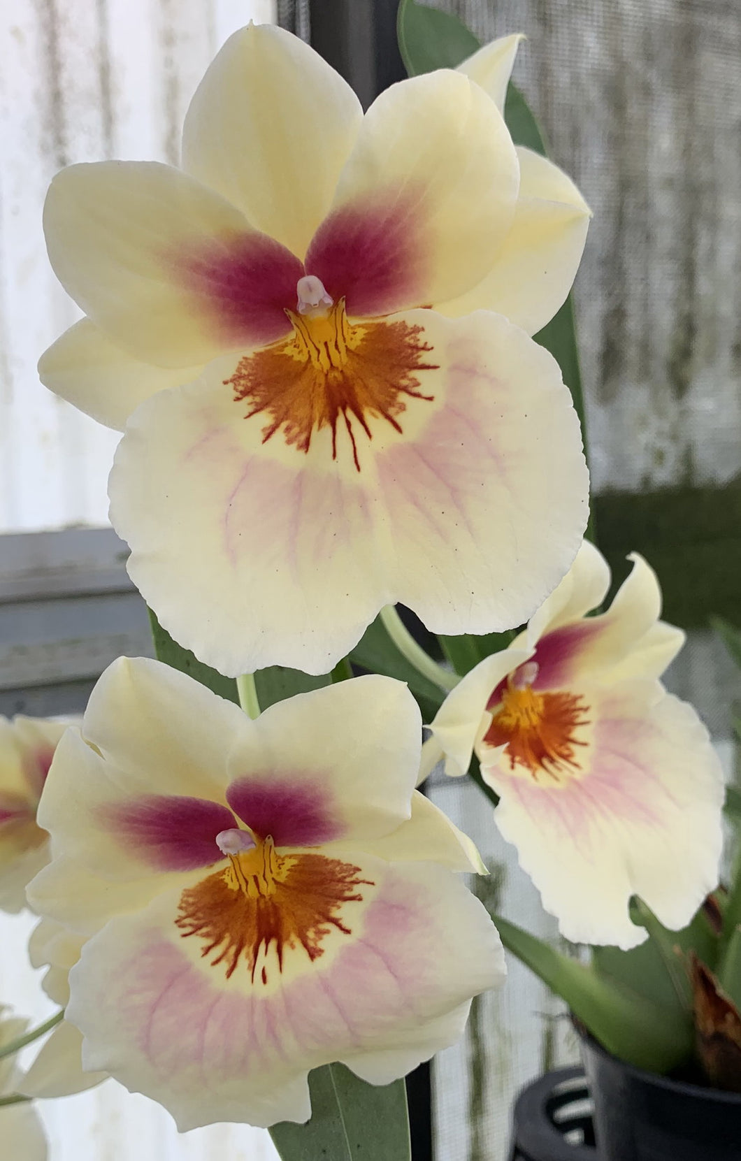 Flowering Size Plant - Miltoniopsis Arthur Cobbledick 'Spring Time'