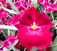 Load image into Gallery viewer, Flowering Size Plant - Miltoniopsis Bert Field 'Leash'