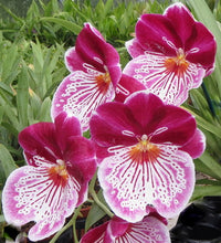 Load image into Gallery viewer, Flowering Size Plant - Miltoniopsis Breathless Brilliant