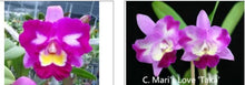 Load image into Gallery viewer, Orchid Seedling  50mm Pot Size - Cattleya Mari's Love x (Tsutung Beauty x Elegant Dancer)