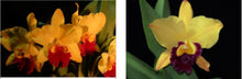 Load image into Gallery viewer, Orchid Seedling 50mm Pot size - Cattleya Pot (Big Dream x Tainan Gold) x Hsinying Fancy Gold