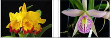 Load image into Gallery viewer, Orchid Seedling 50mm Pot size - Cattleya Rlc Shinfong Gold Gem 'Golden Jewel' x Tetradip 'Junko'