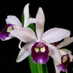 Orchid Seedling 50mm Pot size - Cattleya C. Clear Star (Hsinying Pub ‘Albo sanguinea' x B. nodosa)