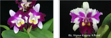 Load image into Gallery viewer, Orchid Seedling 50mm Pot size - Cattleya Blc Tsutung Beauty &#39;C.S.&#39; x Rlc Vigour Kugina &#39;4 point&#39;
