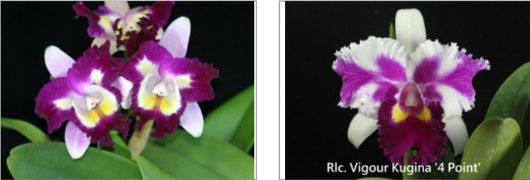 Orchid Seedling 50mm Pot size - Cattleya Blc Tsutung Beauty 'C.S.' x Rlc Vigour Kugina '4 point'
