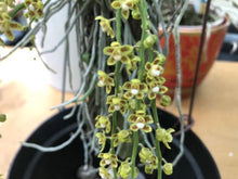 Load image into Gallery viewer, Flask - Chiloschista parishii (Taiwan Strain) (Leaf Less Orchid) - Species