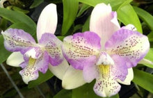 Load image into Gallery viewer, Flask - Cattleya Caulocattleya Chantilly Lace 'Twinkle' (C. El Dorado Splash x Caularthron bicornutum)