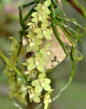Load image into Gallery viewer, Flask - Chiloschista segawai x self (Leaf Less Orchid) - Species
