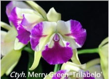 Load image into Gallery viewer, Orchid Seedling 50mm Pot size - Cattleya Merry Green 'Trilabelo'