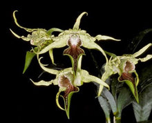 Load image into Gallery viewer, Flask - Dendrobium Den. alexandrae - Species