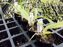 Load image into Gallery viewer, Orchid Seedling 50mm Pot size - Cattleya Bc Maria Hatnay x Melody Fair 'Carol'