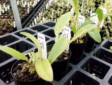 Load image into Gallery viewer, Orchid Seedling 50mm Pot size - Cattleya Bc Maria Hatnay x Melody Fair 'Carol'