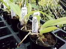 Load image into Gallery viewer, Orchid Seedling 50mm Pot size - Cattleya Bc Maria Hatnay x Melody Fair 'Carol'