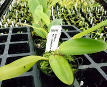 Load image into Gallery viewer, Orchid Seedling 50mm Pot size - Cattleya Intertexta
