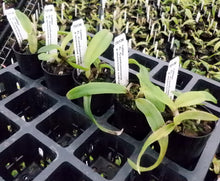 Load image into Gallery viewer, Orchid Seedling 50mm Pot size - Cattleya Canhamiana x mossiae coerulea