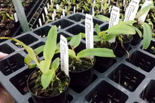 Load image into Gallery viewer, Orchid Seedling 50mm Pot size - Cattleya Canhamiana x mossiae coerulea