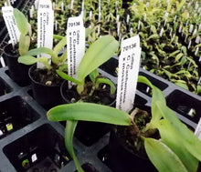 Load image into Gallery viewer, Orchid Seedling 50mm Pot size - Cattleya Canhamiana x mossiae coerulea