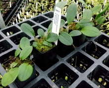 Load image into Gallery viewer, Orchid Seedling 50mm Pot size - Dendrobium speciosum palmerston x winsome - Australian Native King Orchid