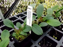 Load image into Gallery viewer, Orchid Seedling 50mm Pot size - Dendrobium speciosum palmerston x winsome - Australian Native King Orchid