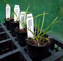 Load image into Gallery viewer, Orchid Seedling 50mm Pot Size - Dockrillia Rosemary Jupp x Wamberal - Australian Native