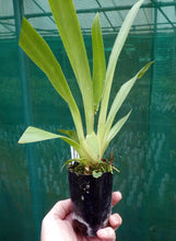 Load image into Gallery viewer, Flowering Size Plant - Miltoniopsis Breathless Brilliant