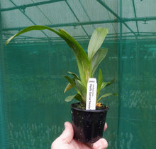 Load image into Gallery viewer, Flowering Size Plant - Oncidium Pacific Sunrise 'Hakalau'