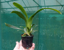 Load image into Gallery viewer, Flowering Size Plant - Oncidium Pacific Sunrise 'Hakalau'