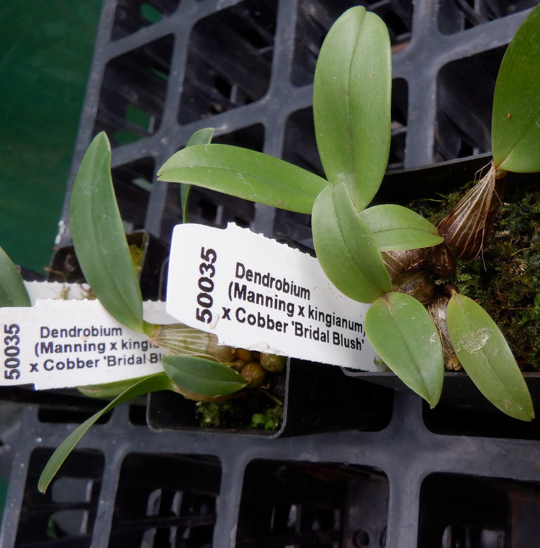 Orchid Seedling 50mm Pot size - Dendrobium (Manning x kingianum)x Yondi Tina Goliath)  x Cobber 'Bridal Blush' - Australian Native