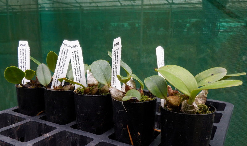 Orchid Seedling 50mm Pot size - Dendrobium speciosum (national white x curv Ted) x (curv daylight moon x self) - Australian Native