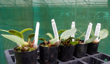 Load image into Gallery viewer, Orchid Seedling 50mm Pot size - Dendrobium speciosum (national white x curv Ted) x (curv daylight moon x self) - Australian Native