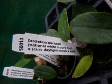 Load image into Gallery viewer, Orchid Seedling 50mm Pot size - Dendrobium speciosum (national white x curv Ted) x (curv daylight moon x self) - Australian Native
