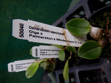 Load image into Gallery viewer, Orchid Seedling 50mm Pot size - Dendrobium speciosum Olga x (palmerston x windemere) - Australian Native