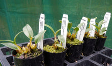 Load image into Gallery viewer, Orchid Seedling 50mm Pot size - Dendrobium (Tamborine Village x Kevin John Moore) x Bardo Rose - Australian Native