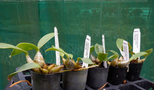 Load image into Gallery viewer, Orchid Seedling 50mm Pot size - Dendrobium speciosum National White x George - Ausralia Native