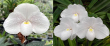 Load image into Gallery viewer, Flask - Paphiopedilum Paph. niveum x sib - Species - Slipper Orchid