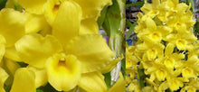 Load image into Gallery viewer, Orchid Seedling 50mm Pot size - Dendrobium Okayama Gold 'Harmony' softcane