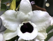 Load image into Gallery viewer, Orchid Seedling 50mm Pot size - Dendrobium Kerriann &#39;Paradise&#39; x Yukidaruma Queen softcane
