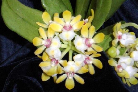 Orchid Seedling 50mm Pot size  Gastrochilus japonicus  species