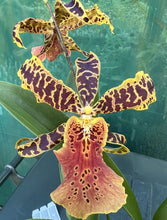 Load image into Gallery viewer, Flowering Size Plant - Oncidium Aliceara Hilo Ablaze 'Hilo Gold'