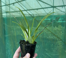 Load image into Gallery viewer, Flowering Size Plant - Oncidium Twinkles 'Pink Profusion'