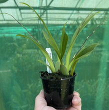 Load image into Gallery viewer, Flowering Size Plant - Oncidium Twinkles 'Pink Profusion'