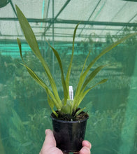 Load image into Gallery viewer, Flowering Size Plant - Oncidium Twinkles 'Fragrant Fantasy'