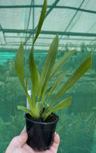 Load image into Gallery viewer, Flowering Size Plant - Oncidium Twinkles 'Fragrant Fantasy'