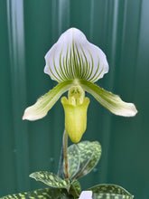 Load image into Gallery viewer, Orchid Seedling 50mm Pot Size - Paphiopedilum Yi Ying 'Green Coral'